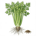 CELERY Seeds, Tall Utah