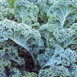 KALE Seeds, Vates Blue Curled
