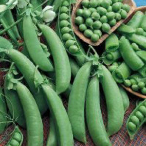 PEA Seeds, Cascadia