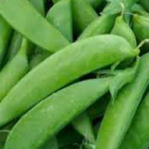 PEA Seeds, Sugar Anne Snap